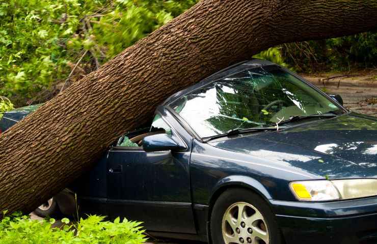 albero auto