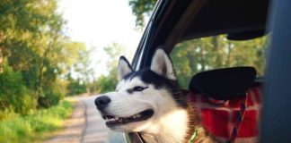 Cane in macchina
