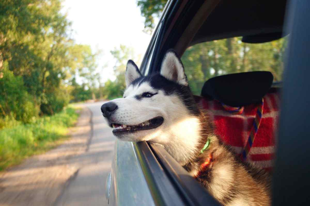 Cane in macchina